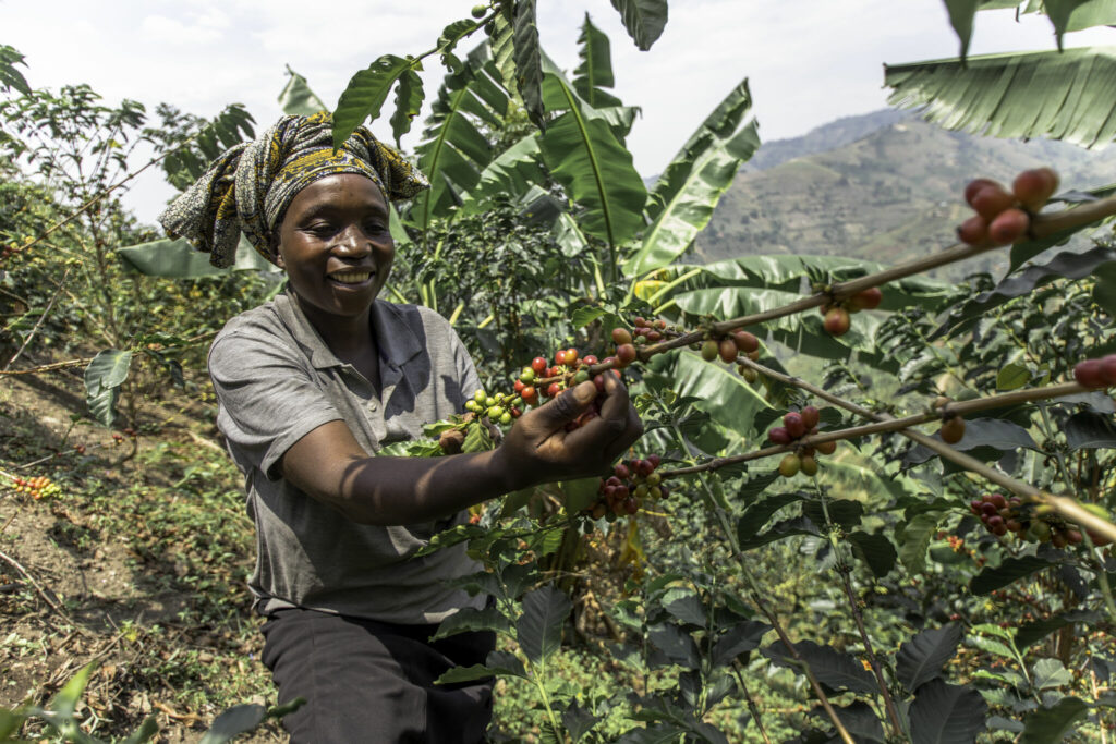 BeanZ kafa kolumbija