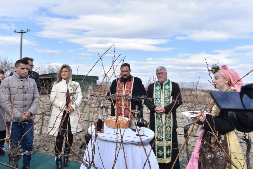 Tikveš Vinarija Orezivanje